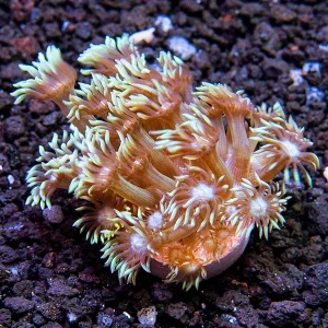 LiveAquaria® CCGC Aquacultured Long Polyp Goniopora Coral