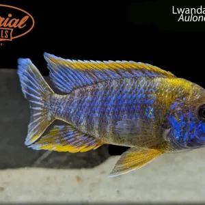 Lwanda Peacock
