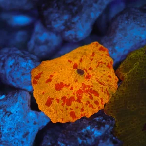 Magma Jawbreaker WYSIWYG - SAQ Coral Farm