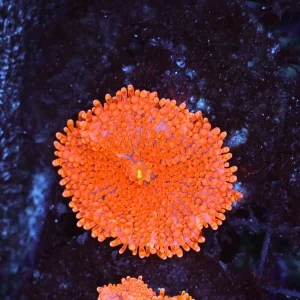 Magma Ricordea Yuma Mushroom Coral - SAQ Coral Farm