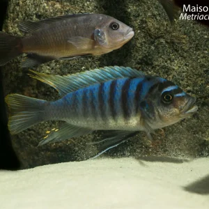 Maison Reef Zebra