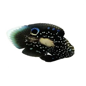 Marine Betta (Calloplesiops altivelis) - ORA
