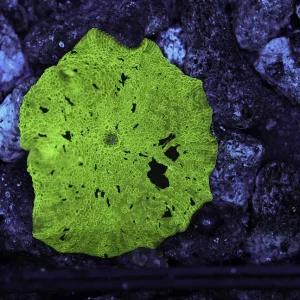 Mint Chip Jawbreaker Discosoma WYSIWYG - SAQ Coral Farm