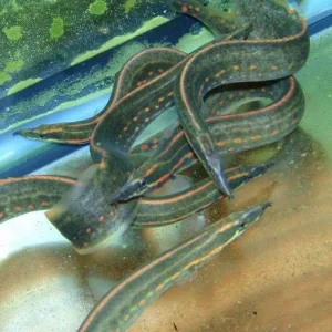 Misc - Eel Fire 8-10in.