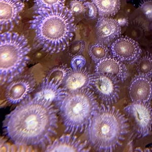 Mohawks Zoanthids - SAQ Coral Farm