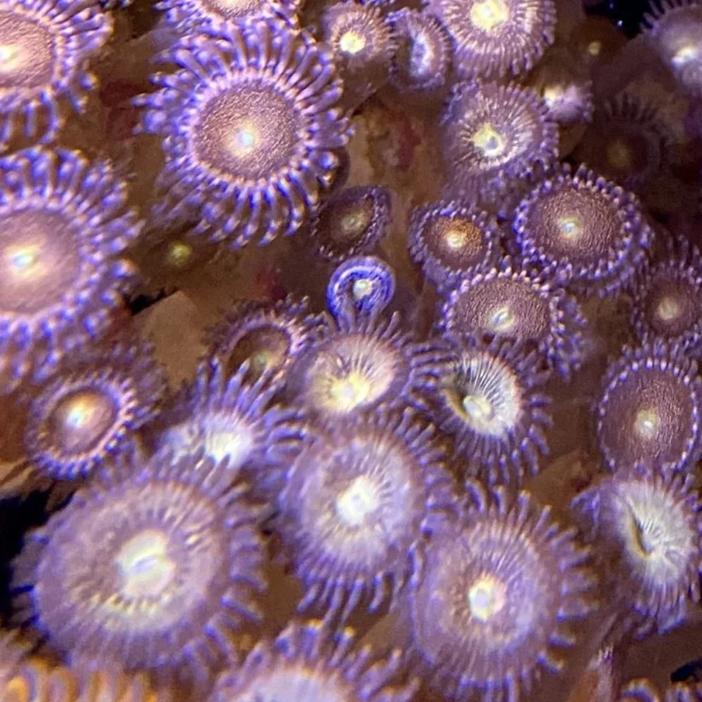 Mohawks Zoanthids - SAQ Coral Farm