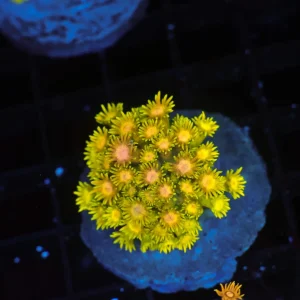 Molten Lemon Goniopora WYSIWYG - SAQ Coral Farm