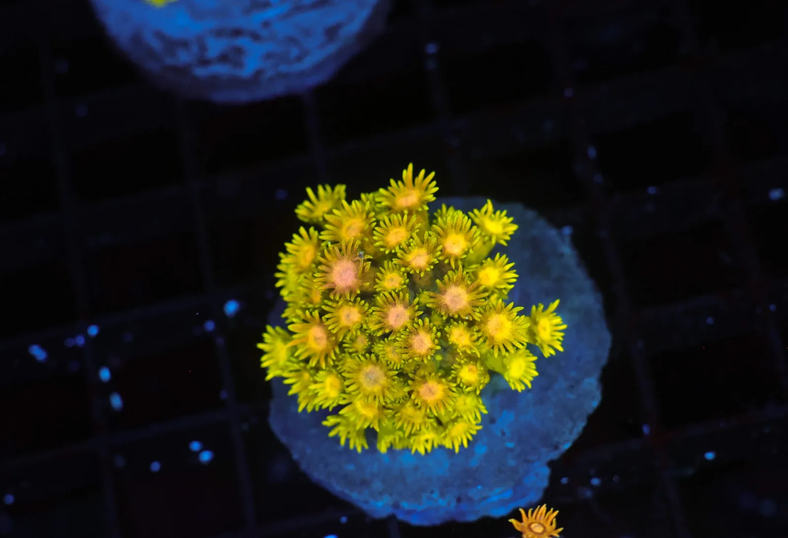Molten Lemon Goniopora WYSIWYG - SAQ Coral Farm