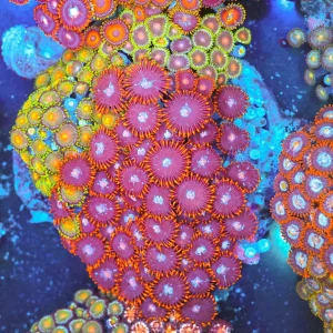 Multi-Zoa Combo Coral Colony WYSIWYG - SAQ Coral Farm
