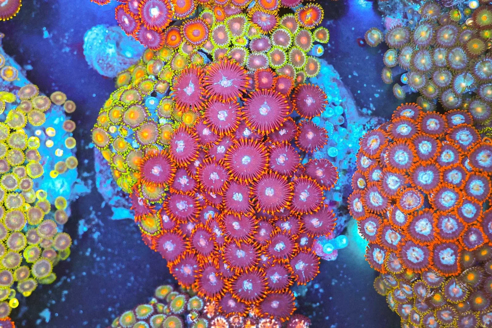 Multi-Zoa Combo Coral Colony WYSIWYG - SAQ Coral Farm