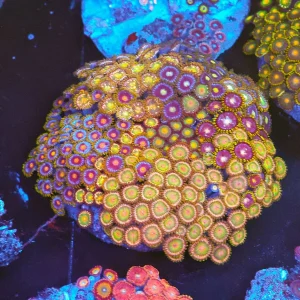 Multi-Zoa Combo Coral Colony WYSIWYG - SAQ Coral Farm