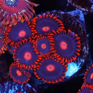 My Clementine Zoanthids - SAQ Coral Farm