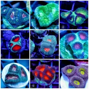 Mystery ACI Ultra Favia Frag (3/4" - 1") - SAQ Coral Farm