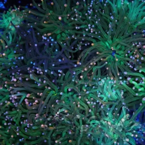 Mystery Color Tip Torch 1-2 Heads - SAQ Coral Farm