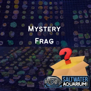 Mystery Frag (3/4" - 1") - SAQ Coral Farm