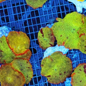 Mystery Jawbreaker Discosoma Mushroom Small - SAQ Coral Farm