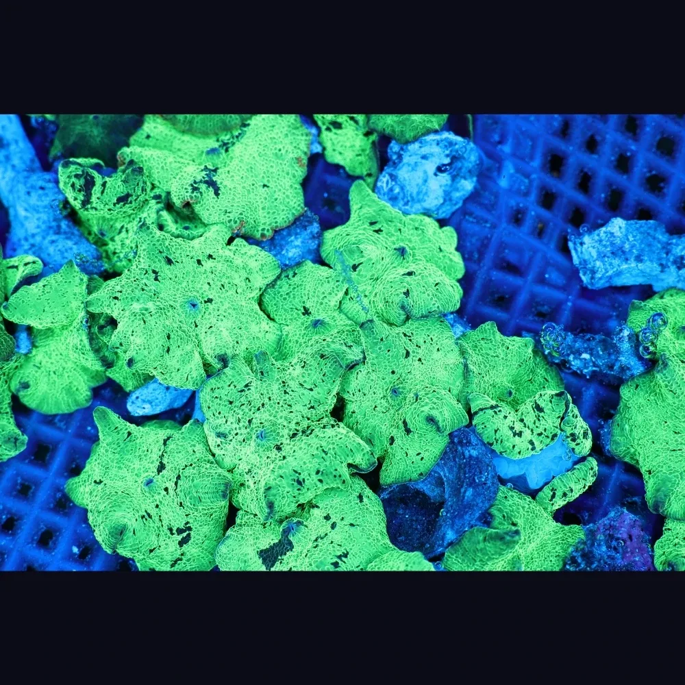 Mystery Kryptonite Jawbreaker Discosoma Mushroom - SAQ Coral Farm