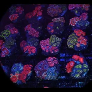 Mystery Multi-Acan Rock Colony - SAQ Coral Farm