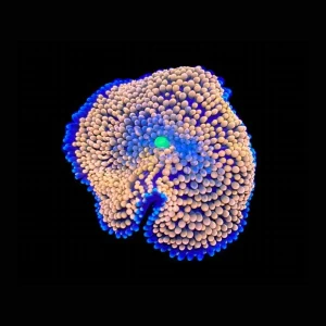 Mystery Orange Ricordea - SAQ Coral Farm