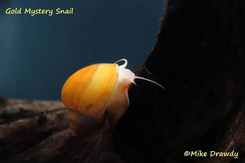 Mystery Snail Combo Pack - Image 2
