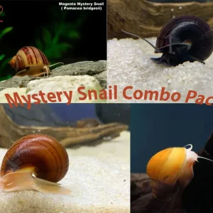 Mystery Snail Combo Pack