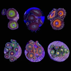 Mystery Zoanthid (3/4" - 1") - SAQ Coral Farm