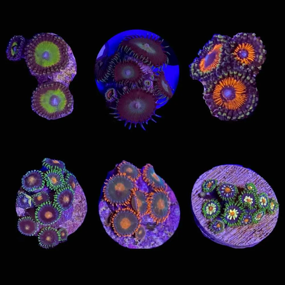Mystery Zoanthid (3/4" - 1") - SAQ Coral Farm