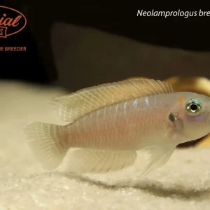 Neolamprologus brevis "Katabe"