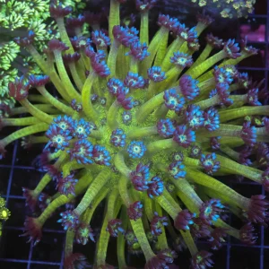 Neon Green Goniopora Colony WYSIWYG - SAQ Coral Farm