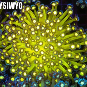 Neon Green Goniopora Colony WYSIWYG - SAQ Coral Farm