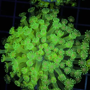 Neon Green Goniopora Colony WYSIWYG - SAQ Coral Farm
