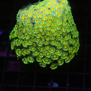 Neon Green Goniopora Colony WYSIWYG - SAQ Coral Farm