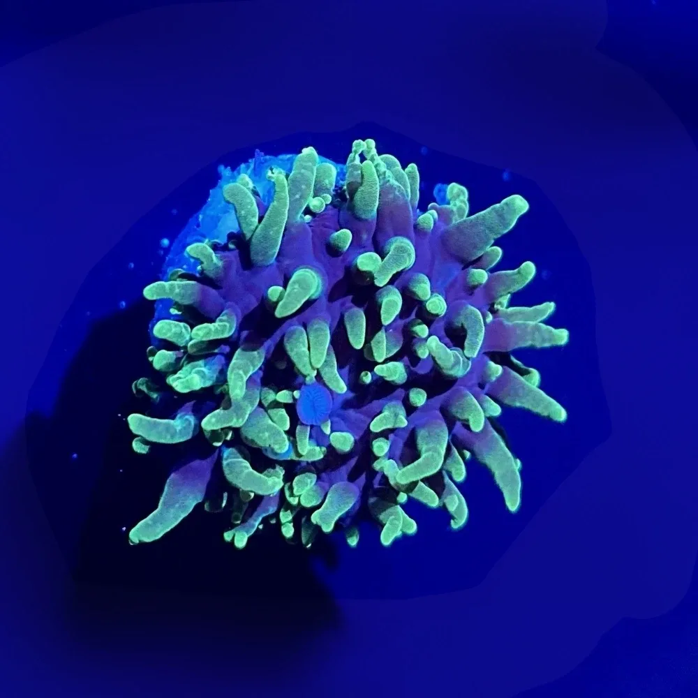 Neon Green Hairy Mushroom Coral - SAQ Coral Farm