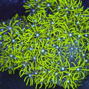 Neon Green Star Polyp Colony WYSIWYG - SAQ Coral Farm