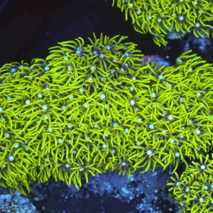 Neon Green Star Polyp Colony WYSIWYG - SAQ Coral Farm