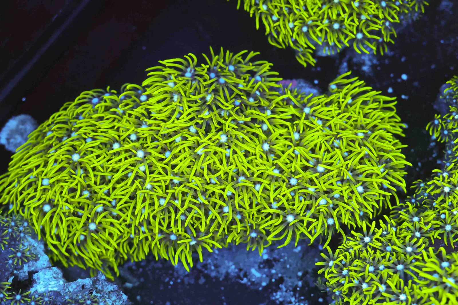 Neon Green Star Polyp Colony WYSIWYG - SAQ Coral Farm