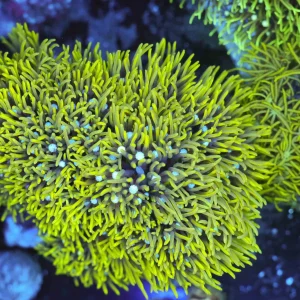Neon Green Star Polyp Colony WYSIWYG - SAQ Coral Farm