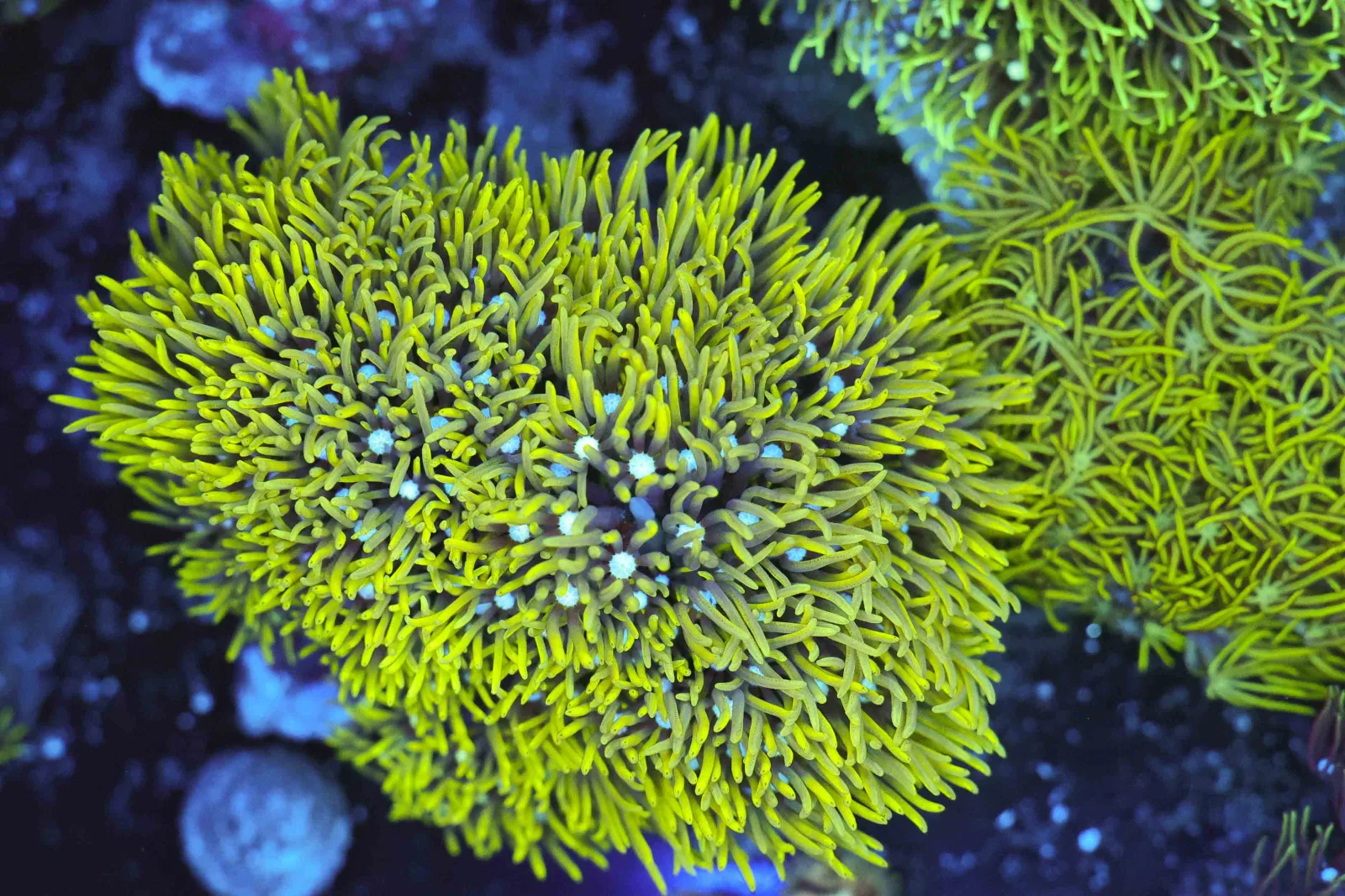 Neon Green Star Polyp Colony WYSIWYG - SAQ Coral Farm