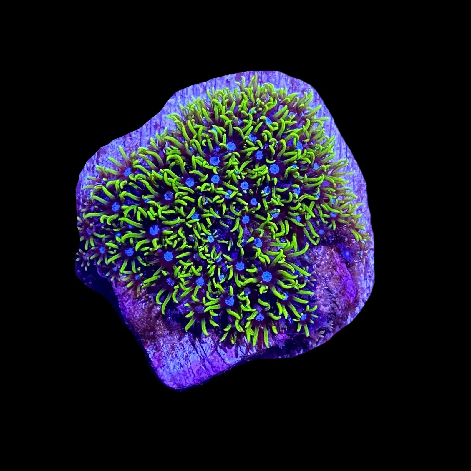 Neon Green Star Polyp Coral - SAQ Coral Farm