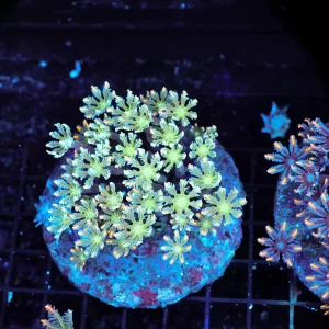 Neon Powder Cloves Colony WYSIWYG - SAQ Coral Farm