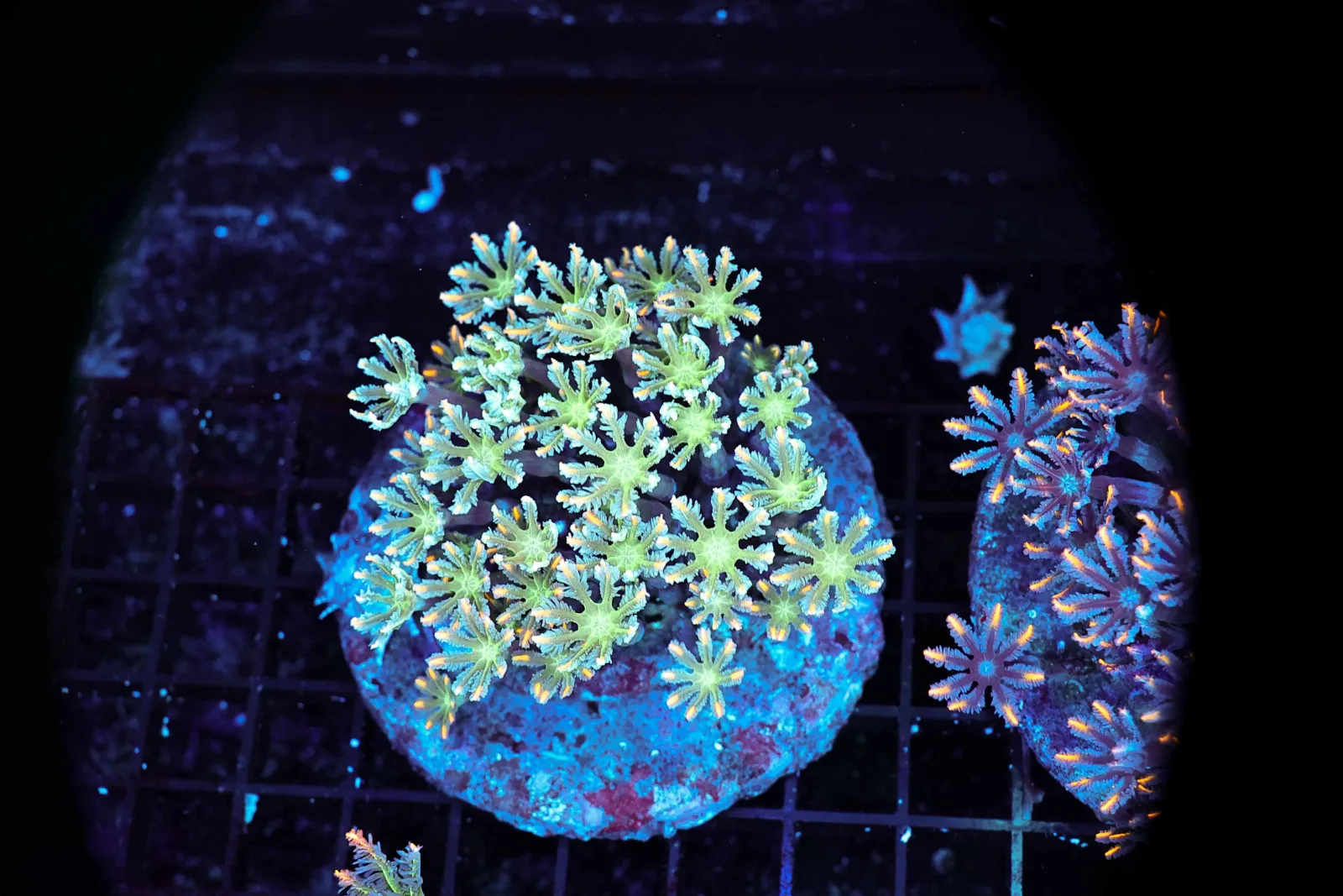 Neon Powder Cloves Colony WYSIWYG - SAQ Coral Farm