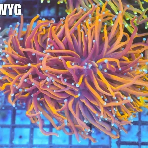 Nine Tails Torch Colony WYSIWYG - SAQ Coral Farm