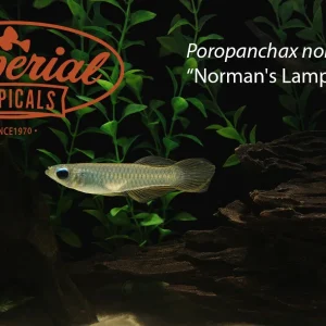Norman's Lampeye Killifish
