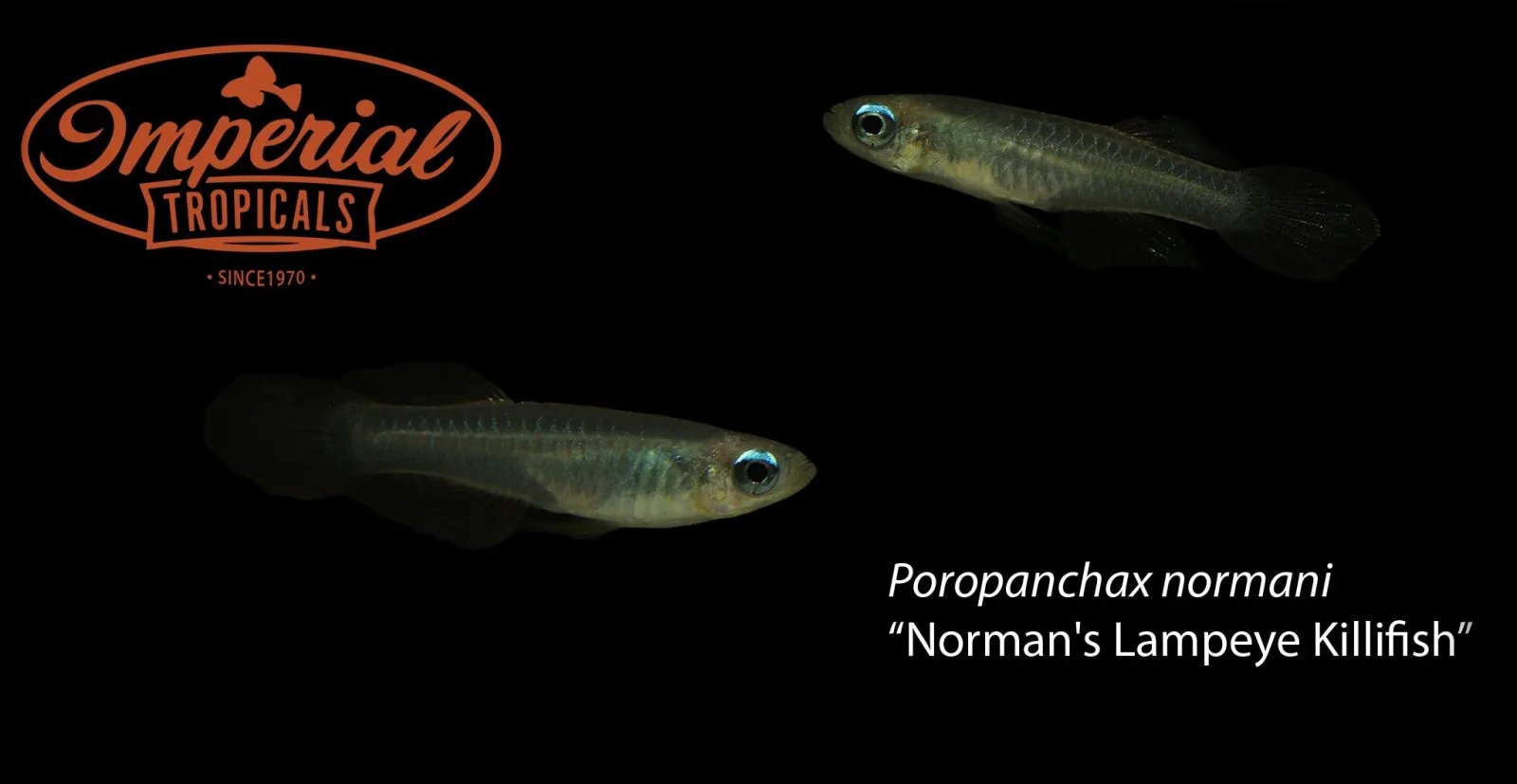 Norman's Lampeye Killifish - Image 2