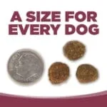 Nutrisource Pure Vita Salmon & Potato Dry Dog Food - 15 lb Bag - Image 2