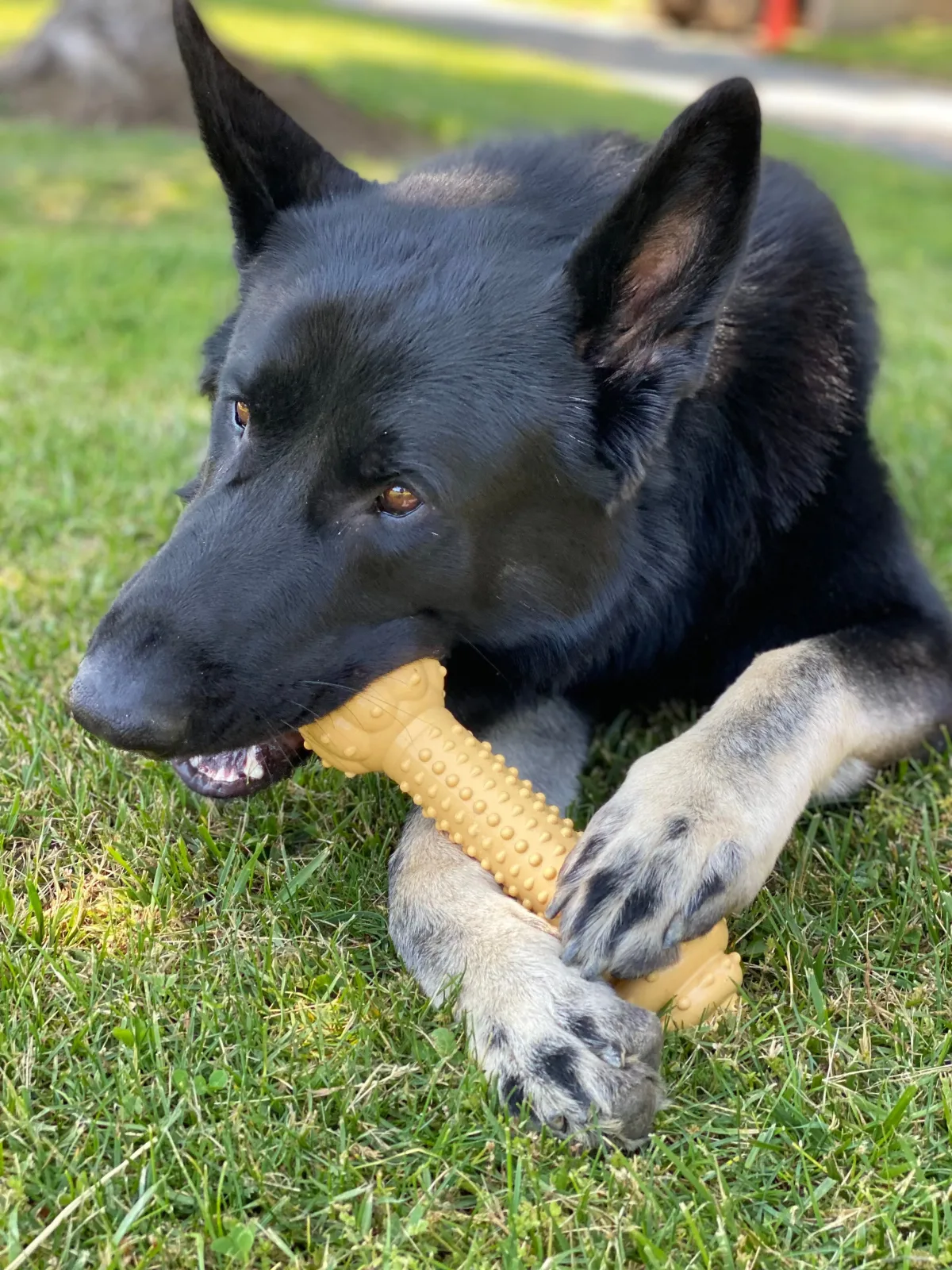 Nylabone Barbell Power Chew Durable Dog Toy Peanut Butter, XX-Large/Monster, 50 lb 1 ct - Image 2