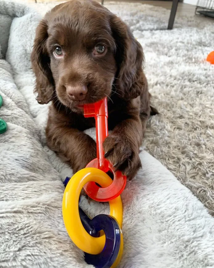 Nylabone Just for Puppies Teething Chew Dog Toy Keys Bacon, Small/Regular up to 25 lb. 1 ct - Image 2