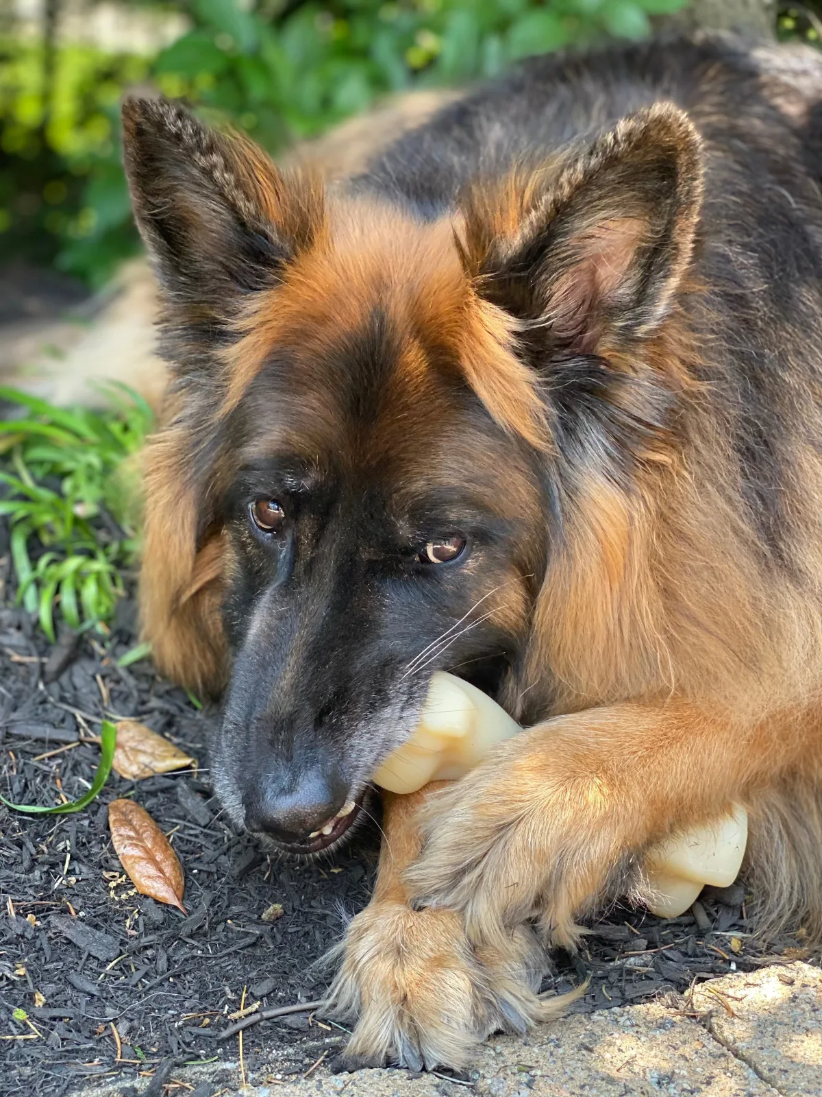 Nylabone Power Chew Femur Bone BIG Dog Chew Toy Chicken, XX-Large/Monster 50 lb. 1 ct - Image 2