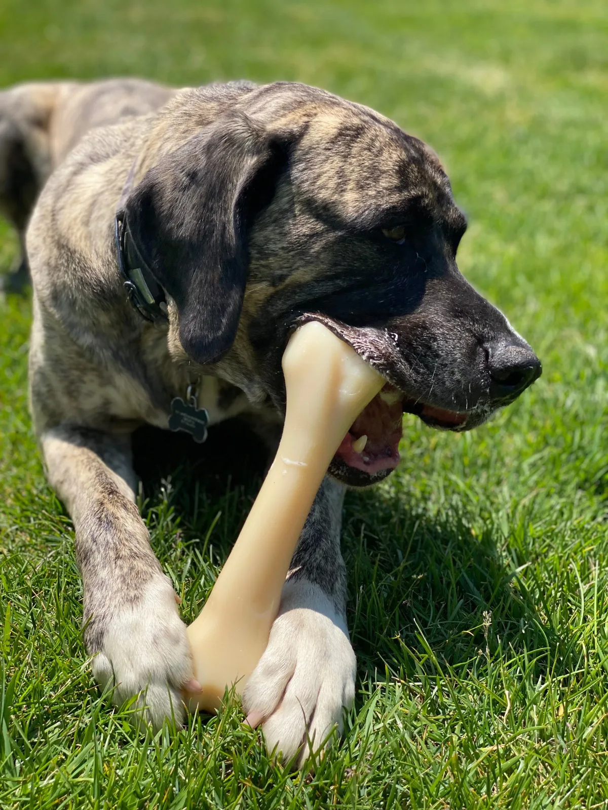 Nylabone Power Chew Monster Bone Big Dog Chew Toy Chicken, XX-Large/Monster 50 lb. 1 ct - Image 2