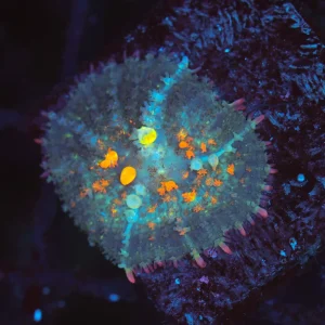 OG Bounce Mushroom WYSIWYG - SAQ Coral Farm